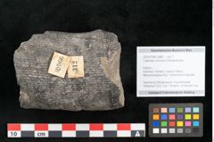 Foto (Objekt + Etikett) von Calamites communis Ettingshausen (NHMW-GEO-2024-0188-10966)